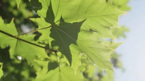 Bright leafy scenery. Sundrenched maple foliage with dew and gentle breeze Stock Footage 338281625