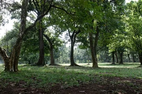 Bright Leafy Tree with Textured Trunk in Park Woodland Stock Photos