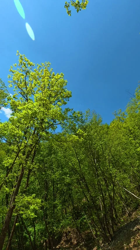 Bright leaves dance under clear blue skies. Gradac River, Serbia. Vertical Vidéo 334680111