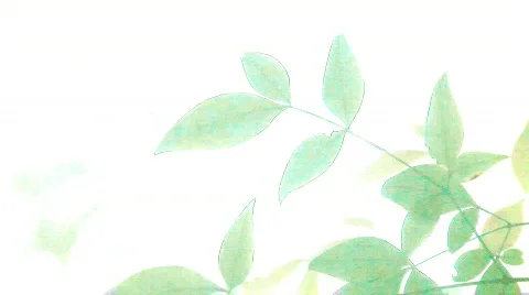 Bright leaves Stock Footage 863334