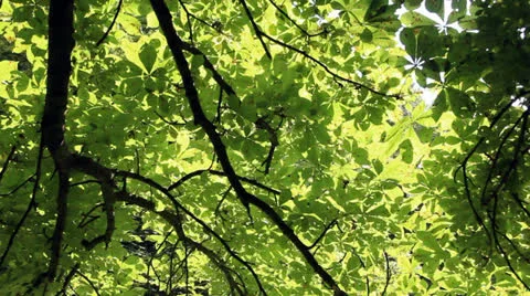 Bright leaves Stock-Footage 26408829