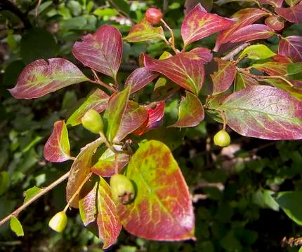 Bright leaves Stock Photos