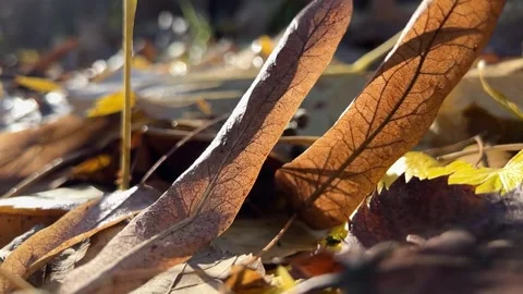 Bright leaves reflect the sun Stock Footage 224695541
