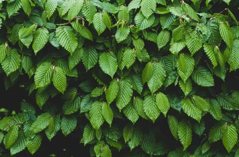 Bright leaves wall background. Dense green hedge in garden close-up, Stock Photos