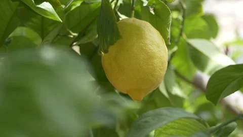 Bright lemon fruit on tree symbolizes refreshing taste and summer drinks. Citrus Stock Footage 332873792