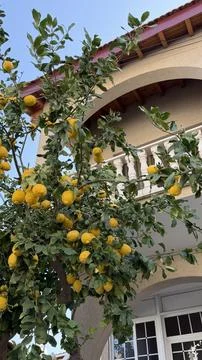 Bright lemon tree growing in front of cozy house, with fresh yellow lemon fruits Stock Photos