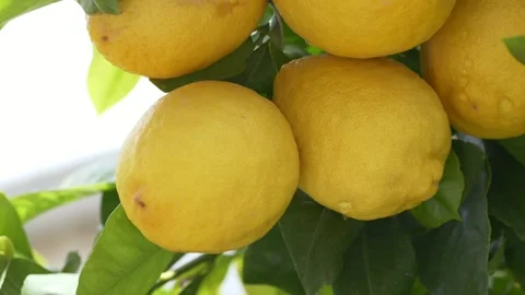 Bright lemons on tree represent summer mood and travel lifestyle. Citrus limon Video stock 332873591