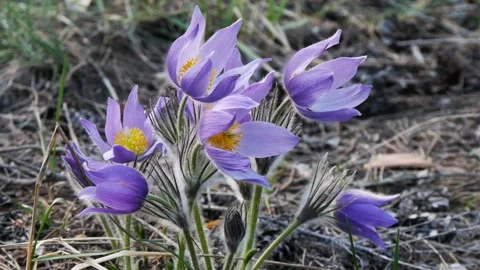 A bright light blue snowdrop flowers among dry grass. Stock Footage 308351013