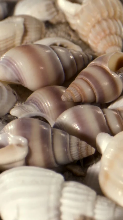 Bright Light Caresses Coast Shells Scattered Across Warm Sands Stock Footage 335109066