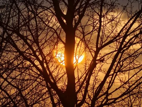Bright Light Filtering Through Trees. Intense Sunlight Shines Behind Tangle.. Stock Photos
