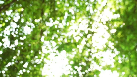 Bright light green bokeh background, sunshine through the treetop leaves Stock Footage 231901758