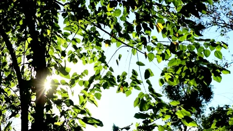 Bright light green leaves background Beautiful bright green nature video Stock Footage 141057301