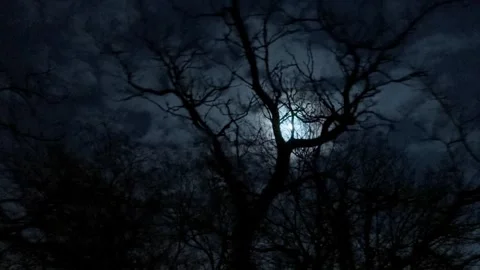 Bright light of moon on dark night through branches of trees. Stock Footage 265653928