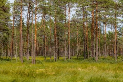Bright light in the pine forest Stock Photos