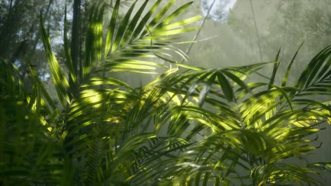 Bright light shining through the humid misty fog and jungle leaves 動画素材 137985089