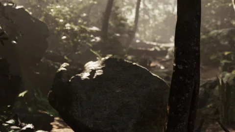 Bright light shining through trees and rocks in a forest path Stock Footage 345044342