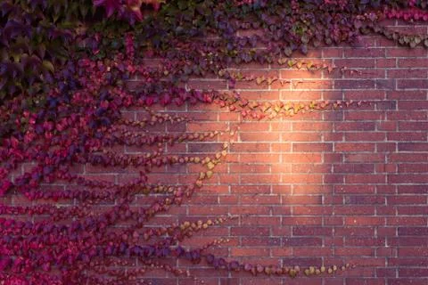 Bright light spot on red brick wall fifty-fifty overgrown with pink and green Stock Photos