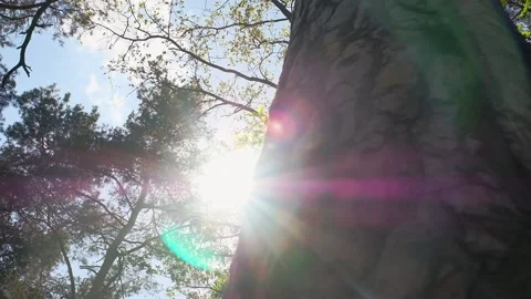 The bright light of the sun from the branches of trees against the sky. Stock Footage 194147067