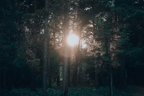 Bright light of the sun through the trees in a dark pine forest Stock Photos