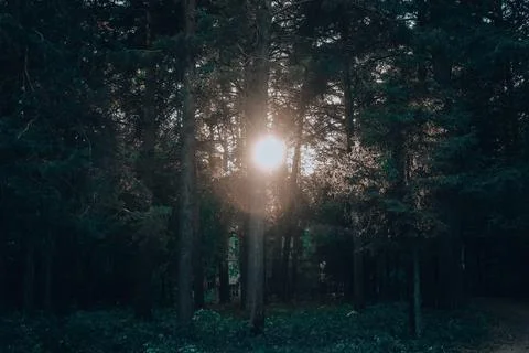 Bright light of the sun through the trees in a dark pine forest Stock Photos