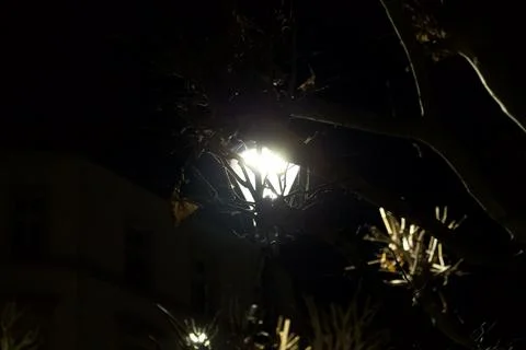 Bright light through dark tree branches Stock Photos