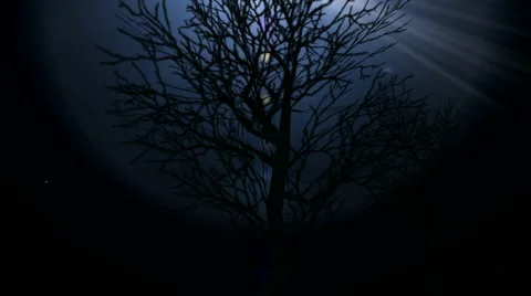 Bright Light Through Trees Video stock 3779249