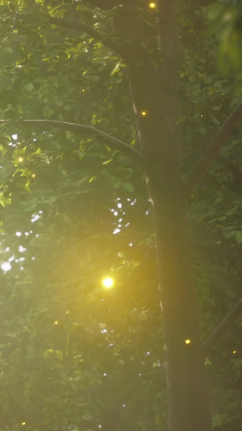 Bright lights dance in a forest at dusk near a large tree Stock Footage 342178672
