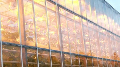 Bright lights illuminating greenhouse structure during evening hours Vidéo 301890357