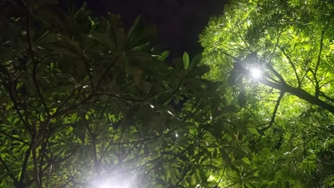 Bright Lights on Leaves Video stock 284730721