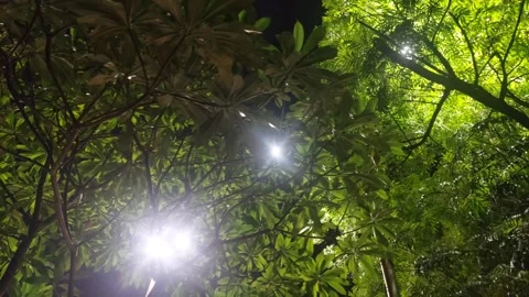 Bright Lights on Leaves of Trees Video stock 284720361