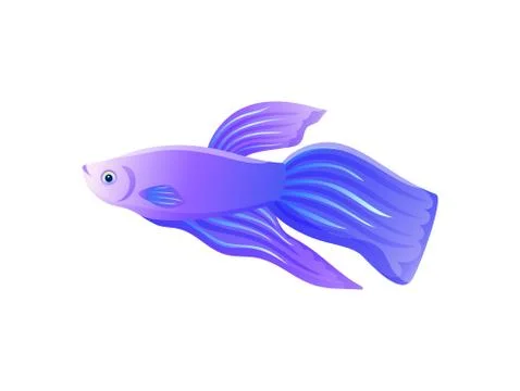 Bright Lilac Betta Fish with Big Flipper Banner Stock Illustration