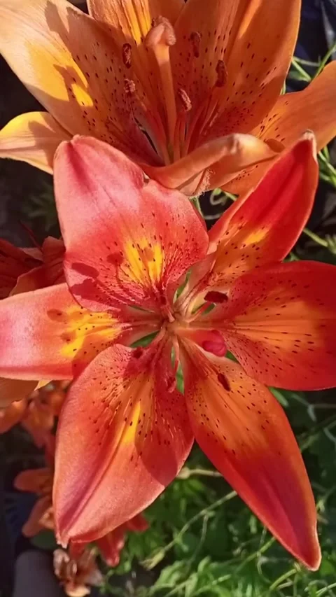 Bright lilies Stock Footage 312806526