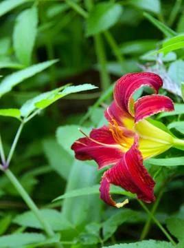 Bright lily Stock Photos
