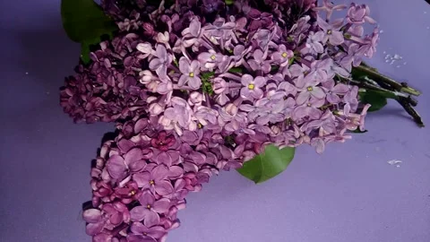 Bright lush flowers. Видео 241444631
