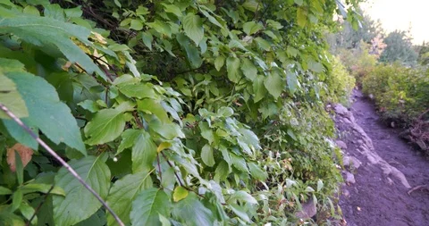 Bright lush foliage on the side of a forest hiking trail near sunrise Stock Footage 120174461