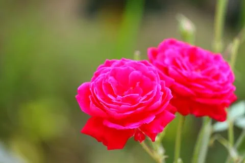 Bright macro image of young dark light red rose flower blooming on green plan Stock Photos