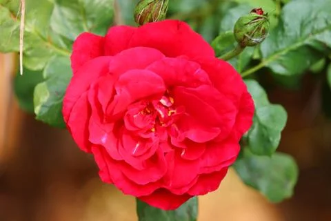 Bright macro image of young dark red rose flower blooming on plant Stock Photos