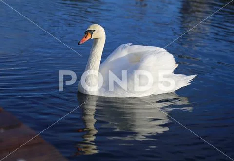 Bright macro photo of a beautiful white swan Stock Photos
