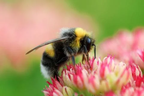 Bright macro shoot of the bumblebee sitting on the colourful flower Stock Photos