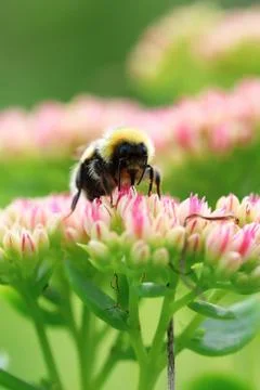 Bright macro shoot of the bumblebee sitting on the colourful flower Stock Photos