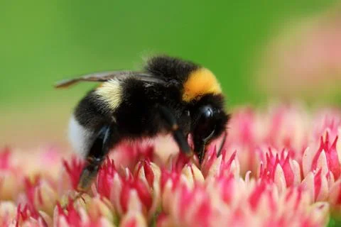 Bright macro shoot of the bumblebee sitting on the colourful flower Stock Photos