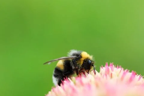 Bright macro shoot of the bumblebee sitting on the colourful flower Stock Photos