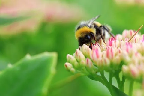 Bright macro shoot of the bumblebee sitting on the colourful flower Stock Photos