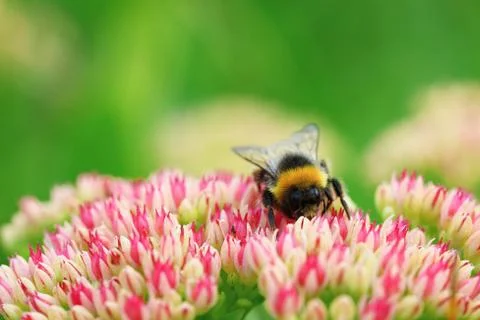 Bright macro shoot of the bumblebee sitting on the colourful flower Stock Photos