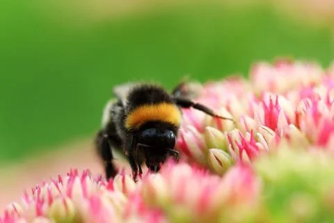 Bright macro shoot of the bumblebee sitting on the colourful flower Stock Photos