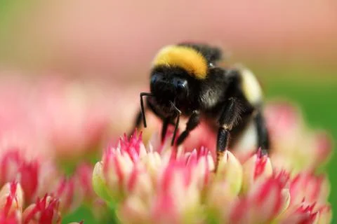 Bright macro shoot of the bumblebee sitting on the colourful flower Stock Photos
