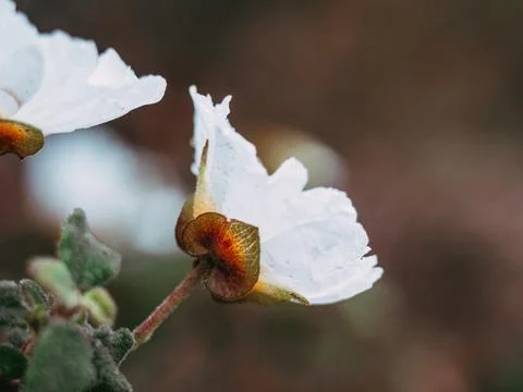 Bright macro side shot of a white franklinia flower Stock-Fotos