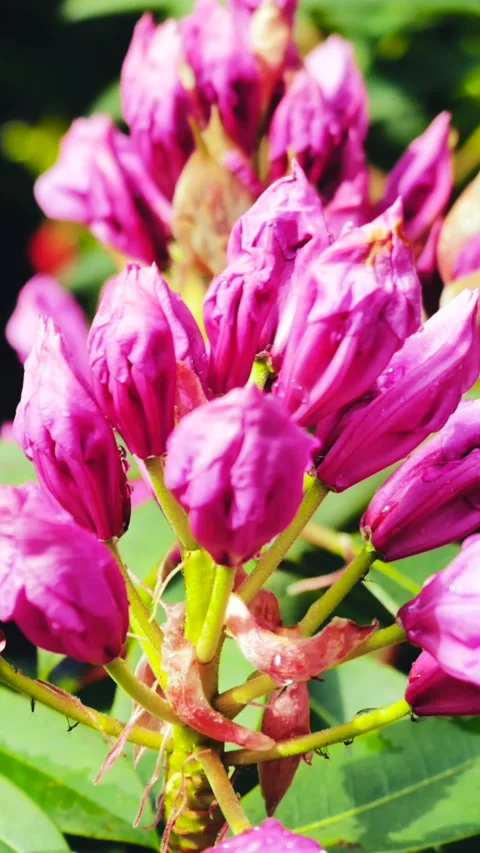 Bright magenta buds under summer sun, Alluring dewdropcovered blooms vibrant Stock Footage 326271931