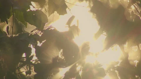 Bright magical sunlight through the leaves at sunset, heavenly / vintage (4k) Vídeos de archivo 276712487