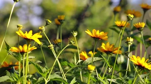 Bright Mallow flowers in garden Stock Footage 66436731